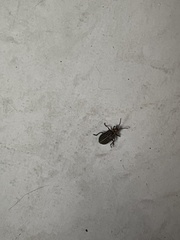 Neolochmaea dilatipennis