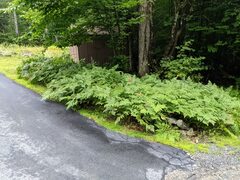 Pteridium aquilinum latiusculum