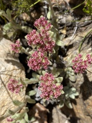 Helichrysum spiralepis