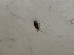 Neolochmaea dilatipennis