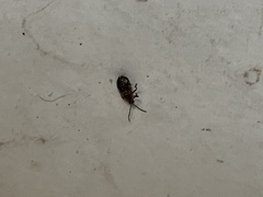 Neolochmaea dilatipennis