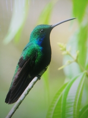 Anthracothorax nigricollis