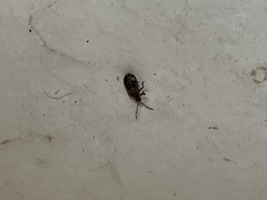 Neolochmaea dilatipennis