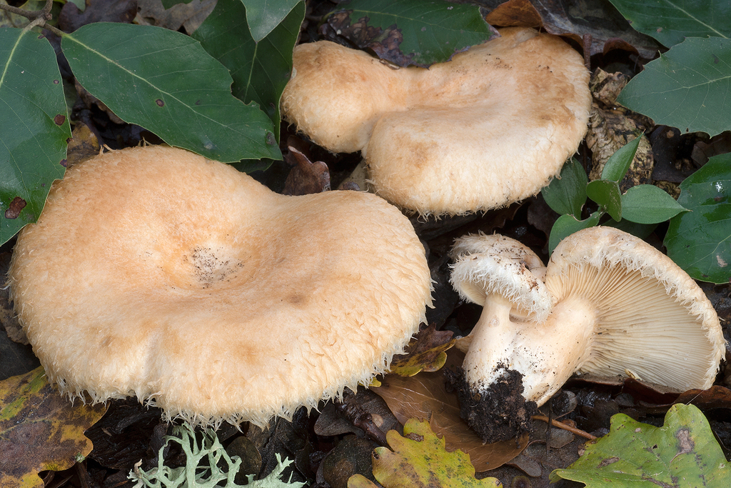 whiskery milkcap