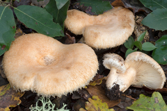 Lactarius mairei