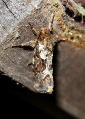 Korscheltellus gracilis