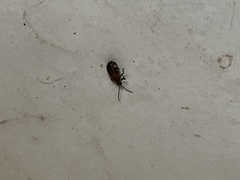 Neolochmaea dilatipennis