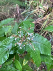 Koenigia polystachya