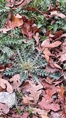 Cirsium horridulum