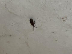 Neolochmaea dilatipennis