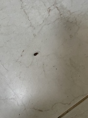 Neolochmaea dilatipennis