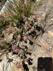 Helichrysum spiralepis