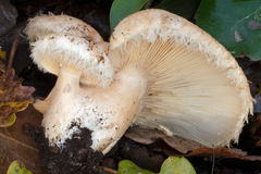 Lactarius mairei
