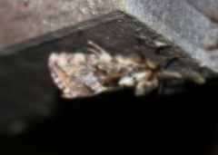 Korscheltellus gracilis