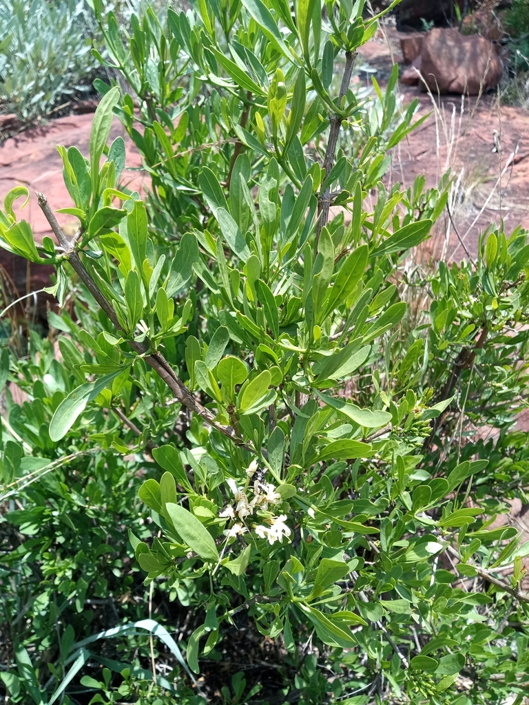 Grey-Leaved Bride's Bush