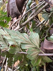 Asplenium aethiopicum