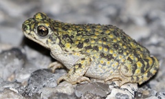 Anaxyrus debilis