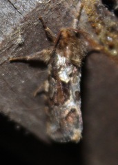 Korscheltellus gracilis