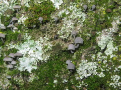 Mycena pseudocorticola