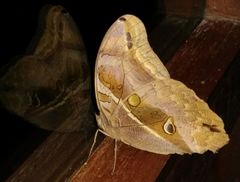 Eryphanis