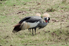 Balearica regulorum