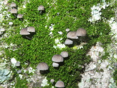 Mycena pseudocorticola