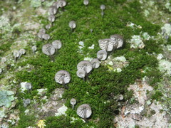 Mycena pseudocorticola
