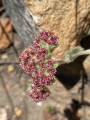Helichrysum spiralepis