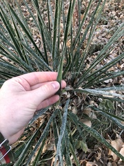 Yucca glauca
