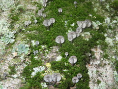 Mycena pseudocorticola