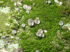 Mycena pseudocorticola