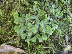 Marchantia polymorpha polymorpha