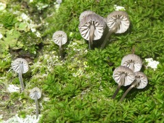 Mycena pseudocorticola