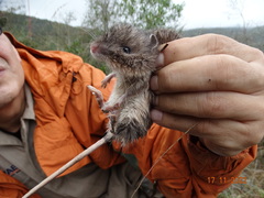 Heteromys irroratus