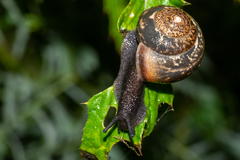 Fruticicola fruticum