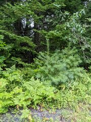 Pteridium aquilinum latiusculum