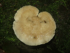 Amaropostia stiptica