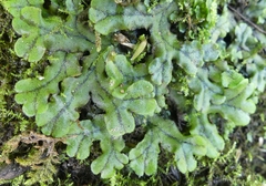 Marchantia polymorpha polymorpha