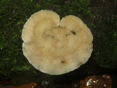 Amaropostia stiptica