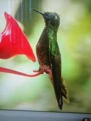 Boissonneaua flavescens