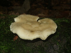 Amaropostia stiptica