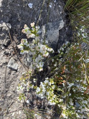 Erica fimbriata