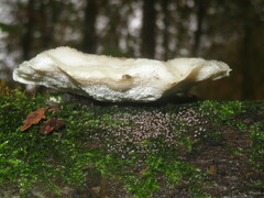 Amaropostia stiptica