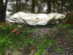 Amaropostia stiptica