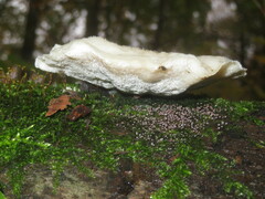 Amaropostia stiptica