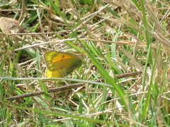 Colias lesbia