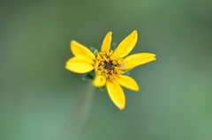 Wedelia hispida