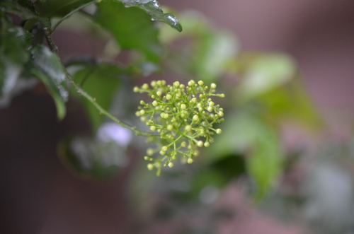 Image of Amyris texana by no rights reserved