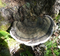 Fomitopsis pinicola