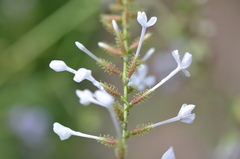 Plumbago zeylanica